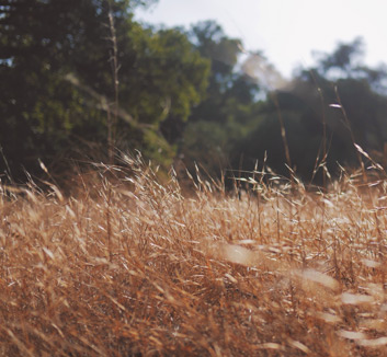 卢顿联惊险赢球，球迷尖叫不止